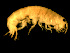  ( - FL005-2)  @14 [ ] CreativeCommons - Attribution (2010) Unspecified Centre for Biodiversity Genomics
