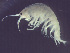  (Gammarus fasciatus - GSL6-01)  @11 [ ] Unspecified (default): All Rights Reserved  Unspecified Unspecified