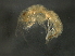  ( - JCDFR01-02)  @11 [ ] CreativeCommons - Attribution (2010) Unspecified Centre for Biodiversity Genomics