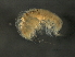  ( - JCDFR01-03)  @11 [ ] CreativeCommons - Attribution (2010) Unspecified Centre for Biodiversity Genomics