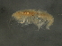 ( - JCDFR01-07)  @13 [ ] CreativeCommons - Attribution (2010) Unspecified Centre for Biodiversity Genomics