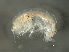  ( - JCDFR01-09)  @11 [ ] CreativeCommons - Attribution (2010) Unspecified Centre for Biodiversity Genomics