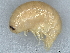  (Socarnes bidenticulatus - JB21)  @11 [ ] CreativeCommons - Attribution (2020) CBG Photography Group Centre for Biodiversity Genomics