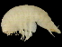  (Eurytheneidae - JM68)  @11 [ ] CreativeCommons - Attribution (2019) CBG Photography Group Centre for Biodiversity Genomics