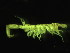  (Corophium volutator - L161AR2-02)  @14 [ ] CreativeCommons - Attribution (2010) Unspecified Centre for Biodiversity Genomics