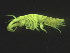  (Corophium - L185AR2-03)  @14 [ ] CreativeCommons - Attribution (2010) Unspecified Centre for Biodiversity Genomics
