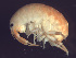  (Platorchestia platensis - L189AR1-04)  @15 [ ] CreativeCommons - Attribution (2010) Unspecified Centre for Biodiversity Genomics