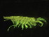  ( - L191AR1-14)  @14 [ ] CreativeCommons - Attribution (2010) Unspecified Centre for Biodiversity Genomics