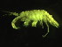  (Monocorophium insidiosum - L191AR1-15)  @14 [ ] CreativeCommons - Attribution (2010) Unspecified Centre for Biodiversity Genomics