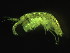  ( - L192AR2-04)  @13 [ ] CreativeCommons - Attribution (2010) Unspecified Centre for Biodiversity Genomics
