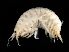  ( - L243AR1-05)  @13 [ ] CreativeCommons - Attribution (2010) Unspecified Centre for Biodiversity Genomics