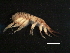 ( - MGDSt-A2)  @11 [ ] CreativeCommons - Attribution (2013) CBG Photography Group Centre for Biodiversity Genomics
