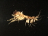  ( - MGDSt-G46-1)  @11 [ ] CreativeCommons - Attribution (2013) CBG Photography Group Centre for Biodiversity Genomics