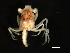  ( - MGDSt-L56-5)  @13 [ ] CreativeCommons - Attribution (2013) CBG Photography Group Centre for Biodiversity Genomics