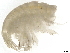  ( - SL01R967)  @11 [ ] CreativeCommons - Attribution (2021) CBG Photography Group Centre for Biodiversity Genomics