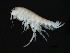  ( - TALBELLR-02)  @11 [ ] CreativeCommons - Attribution (2010) Unspecified Centre for Biodiversity Genomics