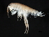  ( - TALBELTI-01)  @11 [ ] CreativeCommons - Attribution (2010) Unspecified Centre for Biodiversity Genomics