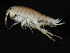  (Platorchestiinae - TALBELTI-05)  @15 [ ] CreativeCommons - Attribution (2010) Unspecified Centre for Biodiversity Genomics