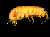  ( - TALFLCK-06)  @11 [ ] CreativeCommons - Attribution (2010) Unspecified Centre for Biodiversity Genomics