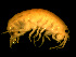  ( - TALFLCK-09)  @11 [ ] CreativeCommons - Attribution (2010) Unspecified Centre for Biodiversity Genomics