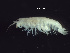  (Tethorchestia - TALFLGB-06)  @14 [ ] CreativeCommons - Attribution (2010) Unspecified Centre for Biodiversity Genomics