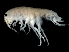  ( - TALFLGB-07)  @11 [ ] CreativeCommons - Attribution (2010) Unspecified Centre for Biodiversity Genomics
