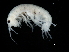  ( - TALFLGB-10)  @11 [ ] CreativeCommons - Attribution (2010) Unspecified Centre for Biodiversity Genomics