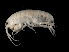  (Pseudorchestoideinae - TALFLGB-17)  @14 [ ] CreativeCommons - Attribution (2010) Unspecified Centre for Biodiversity Genomics