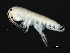  (Parhyale - TALQRLA-10)  @14 [ ] CreativeCommons - Attribution (2010) Unspecified Centre for Biodiversity Genomics