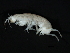  ( - TALQRPH01-21)  @13 [ ] CreativeCommons - Attribution (2010) Unspecified Centre for Biodiversity Genomics