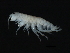  ( - TALQRPH01-22)  @14 [ ] CreativeCommons - Attribution (2010) Unspecified Centre for Biodiversity Genomics