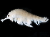  ( - TALUK03-08)  @11 [ ] CreativeCommons - Attribution (2021) CBG Photography Group Centre for Biodiversity Genomics