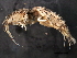  ( - BIOUG01328-A02)  @13 [ ] CreativeCommons - Attribution (2011) CBG Photography Group Centre for Biodiversity Genomics