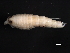  ( - BIOUG01328-B04)  @13 [ ] CreativeCommons - Attribution (2011) CBG Photography Group Centre for Biodiversity Genomics