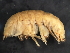 ( - BIOUG01328-B05)  @12 [ ] CreativeCommons - Attribution (2011) CBG Photography Group Centre for Biodiversity Genomics
