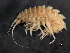  ( - BIOUG01328-C07)  @14 [ ] CreativeCommons - Attribution (2011) CBG Photography Group Centre for Biodiversity Genomics