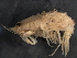  ( - BIOUG01328-C09)  @11 [ ] CreativeCommons - Attribution (2011) CBG Photography Group Centre for Biodiversity Genomics