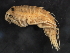  ( - BIOUG01328-D10)  @11 [ ] CreativeCommons - Attribution (2011) CBG Photography Group Centre for Biodiversity Genomics
