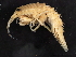  ( - BIOUG01328-D12)  @13 [ ] CreativeCommons - Attribution (2011) CBG Photography Group Centre for Biodiversity Genomics