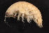 (Byblis - BIOUG01328-F12)  @14 [ ] CreativeCommons - Attribution (2011) CBG Photography Group Centre for Biodiversity Genomics
