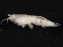  ( - BIOUG01328-G12)  @13 [ ] CreativeCommons - Attribution (2011) CBG Photography Group Centre for Biodiversity Genomics