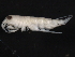  ( - BIOUG01328-H02)  @13 [ ] CreativeCommons - Attribution (2011) CBG Photography Group Centre for Biodiversity Genomics