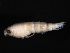  ( - BIOUG01329-A06)  @11 [ ] CreativeCommons - Attribution (2011) CBG Photography Group Centre for Biodiversity Genomics