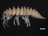  (Synidotea muricata - BIOUG01329-F08)  @13 [ ] CreativeCommons - Attribution (2011) CBG Photography Group Centre for Biodiversity Genomics