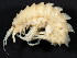  (Paramphithoe polyacantha - BIOUG01332-A06)  @14 [ ] CreativeCommons - Attribution (2011) CBG Photography Group Centre for Biodiversity Genomics