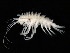  ( - BSM09GB-03)  @13 [ ] CreativeCommons - Attribution (2010) Unspecified Centre for Biodiversity Genomics
