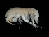  ( - TALFLGB-08)  @11 [ ] CreativeCommons - Attribution (2010) Unspecified Centre for Biodiversity Genomics