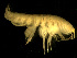  ( - BSM08P6-01)  @13 [ ] CreativeCommons - Attribution (2010) Unspecified Centre for Biodiversity Genomics