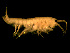  (Echinogammarus ischnus - EAV02)  @13 [ ] CreativeCommons - Attribution (2010) Unspecified Centre for Biodiversity Genomics