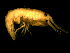  (Calliopius - HCND11-01)  @15 [ ] CreativeCommons - Attribution (2010) Unspecified Centre for Biodiversity Genomics